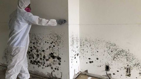 Mold Remediation Guide: Mold Inspection, Removal Procedures, and Indoor Air Quality