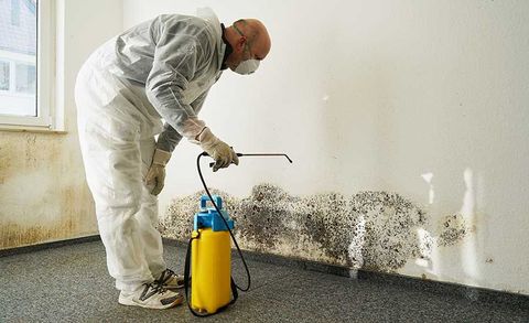 Guide to Mold Remediation: Indoor Air Quality, Property Restoration, and Prevention