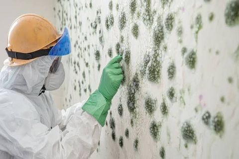 Mold Inspection Guide: Property Testing, Moisture Assessment, and Remediation Planning